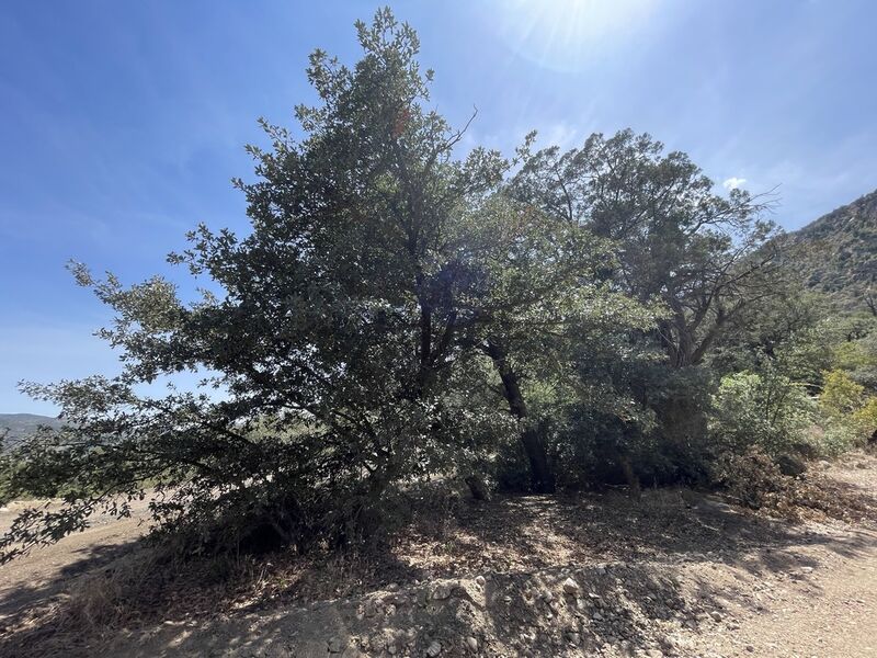 Arizona white oak in Prescott National Forest