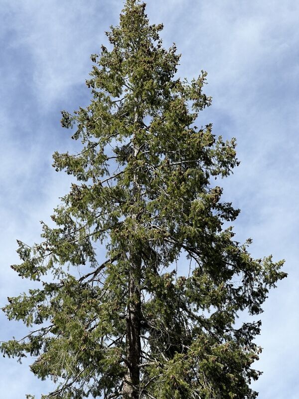 Rocky Mountain Douglas fir in Prescott National Forest