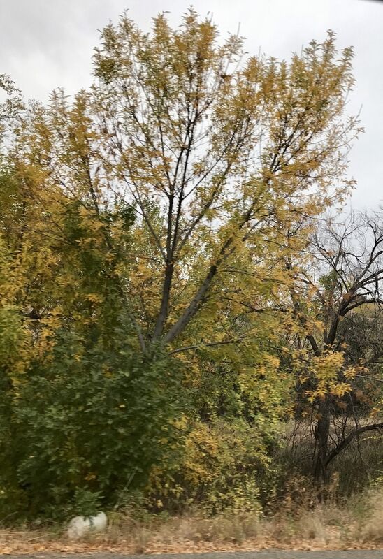 Fremont cottonwood in fall color near Prescott, Arizona
