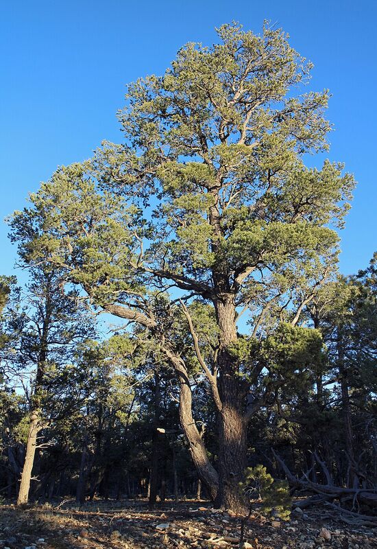 Piñon pine in northern Arizona